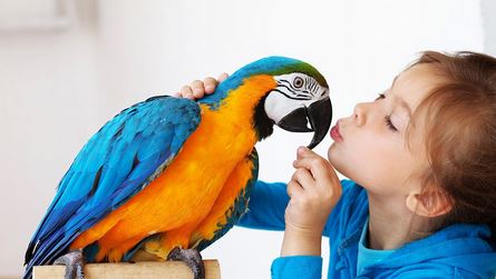 Blue and yellow macaw