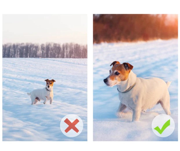 closeup vs faraway portrait of a dog