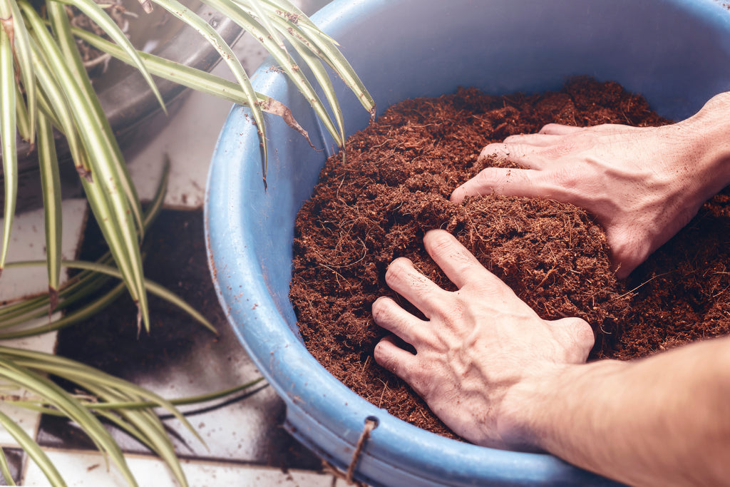 Two hands grabbing coco coir in a blue pot