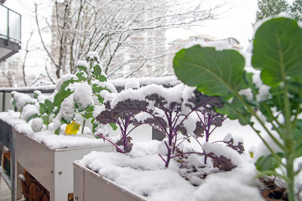 Winter garden with snow on kale