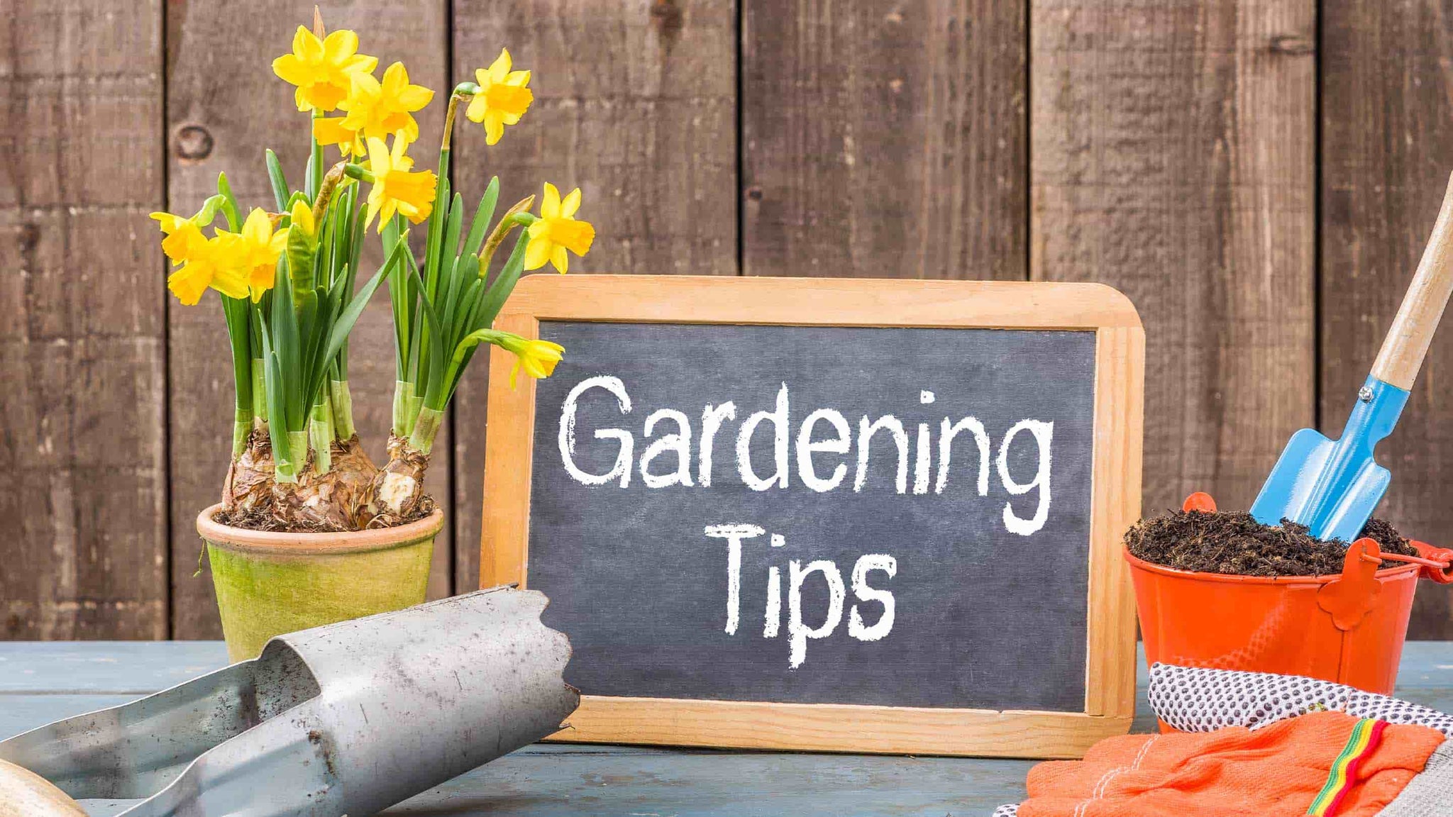 Gardening tips wrote on a chalkboard on a table with a potted flower and gardening tools on a table.