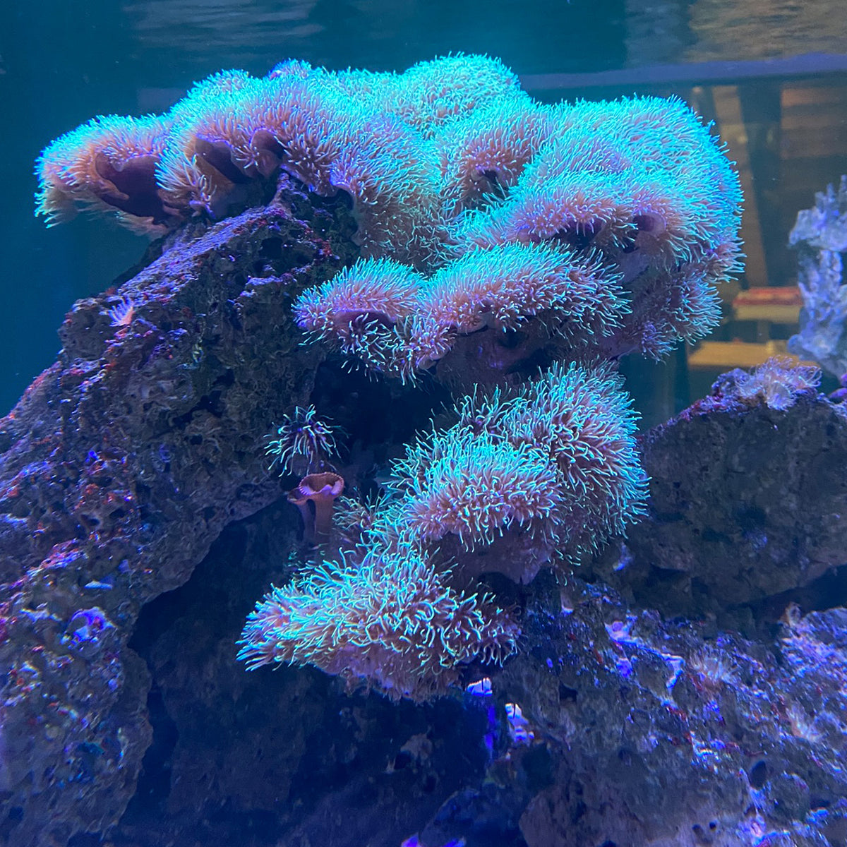 Green Star Polyp – Chicago Fabrications