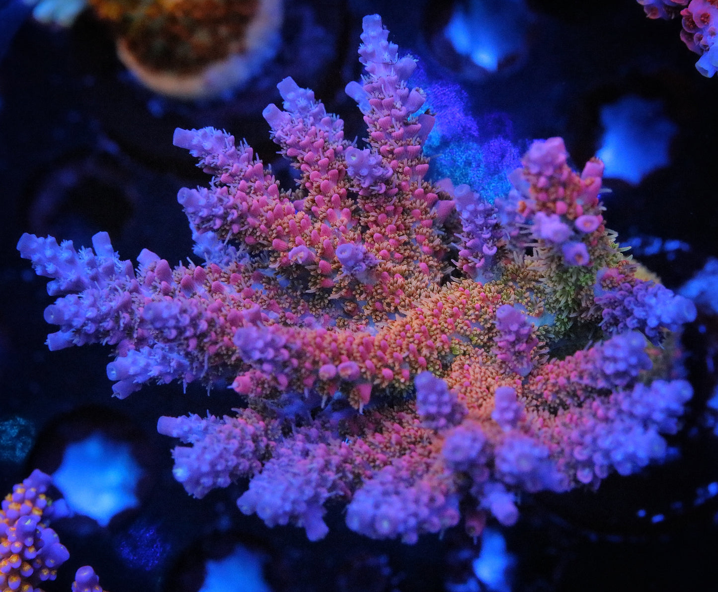 Tyree Pinky the Bear Acro#N# – Pirates Reef Corals