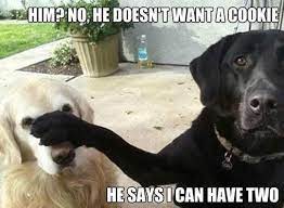 Funniest Dog Memes - The Inappropriate Gift Co