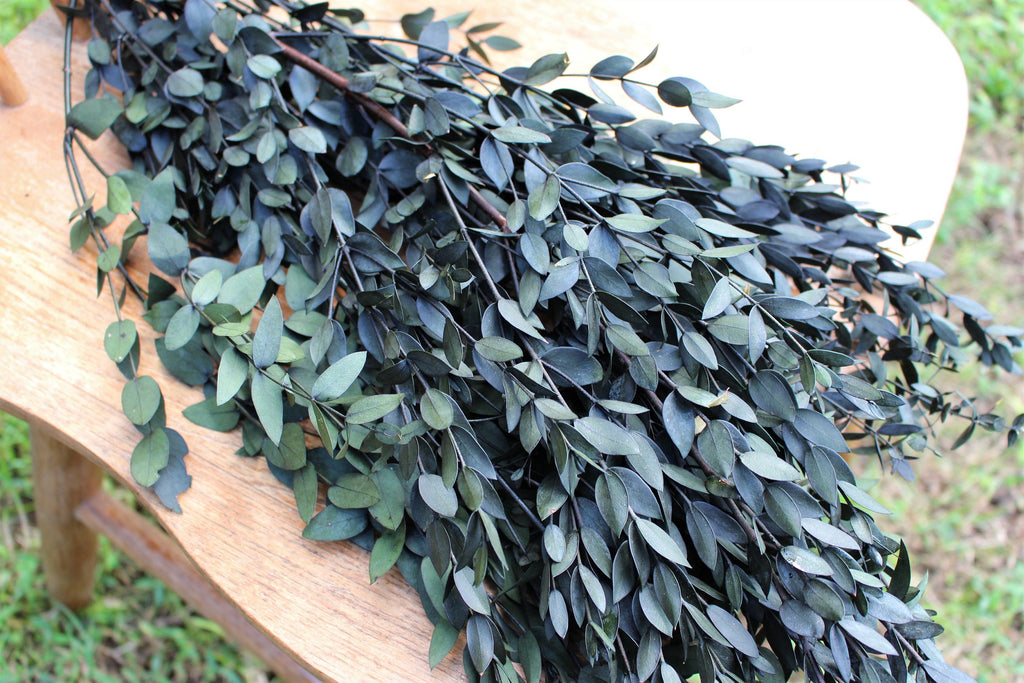Eucalyptus: Real Preserved Dark Green Teardrop Eucalyptus, preserved p ...