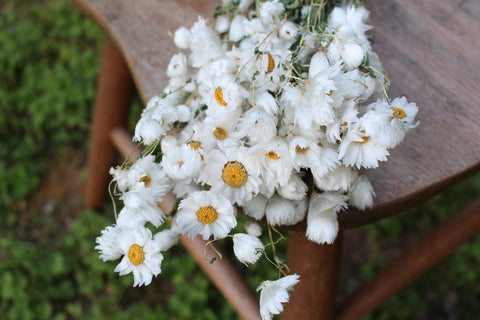 Dried ammobium bunch, mini daisies, dried flowers, white daisies