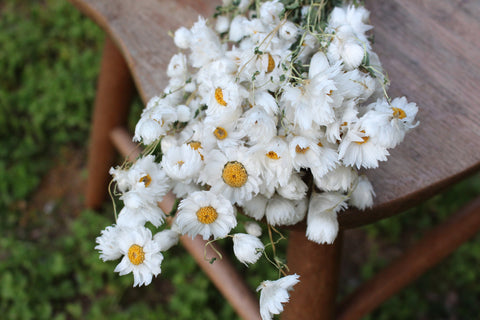 Preserved Italian Ruscus - White – Kukka Flowers
