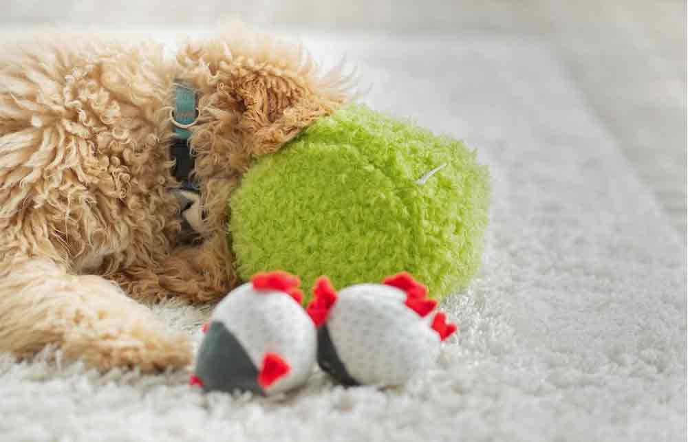 Indoor Games with your pup