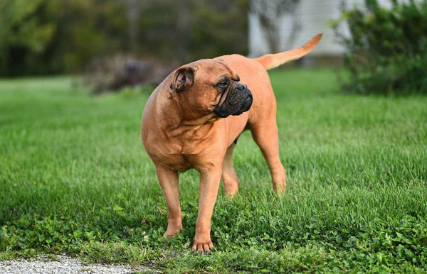 Bullmastiff