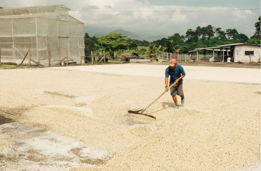 Drying coffee seeds at Finca Terrerito in Copan, Honduras