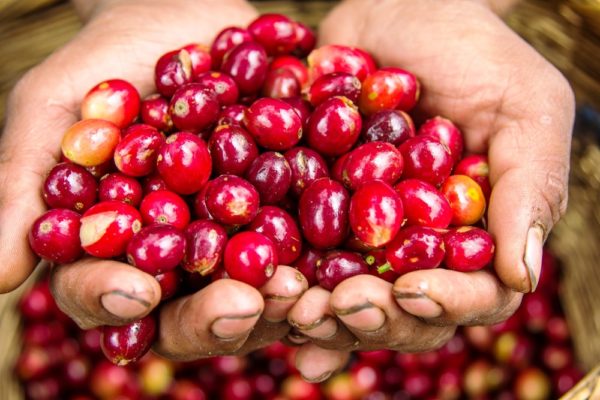 A extracção do café começa com a semente de café ou cereja