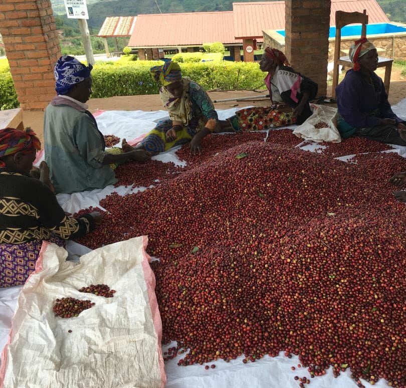 The women of Ejo Heza sorting coffee cherries C/o Artisan Coffee Importers
