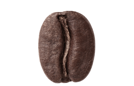 dark roasted coffee bean