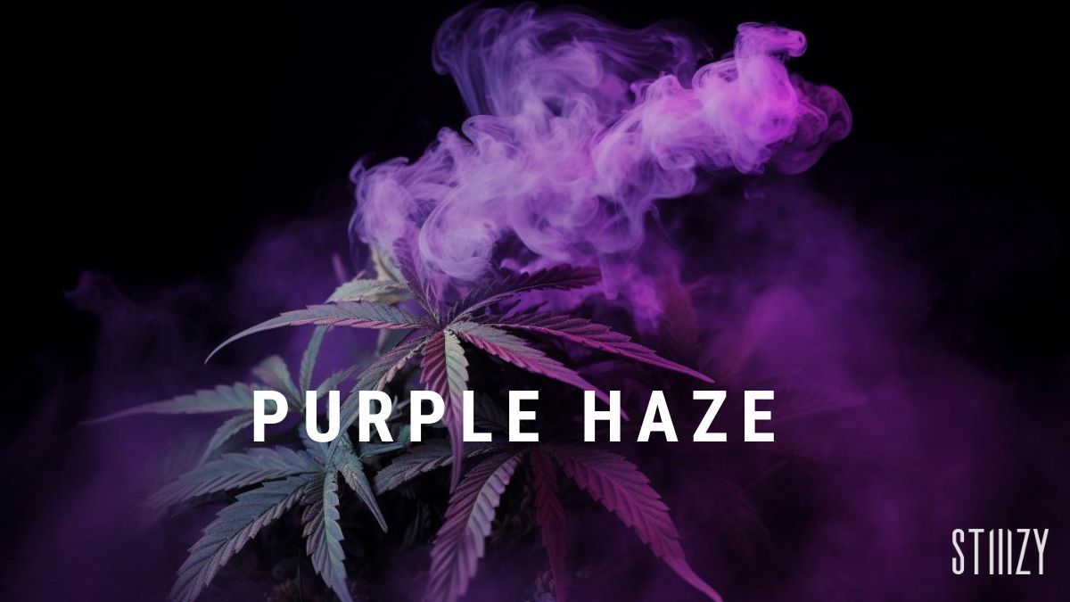 purple haze cannabis strain guide
