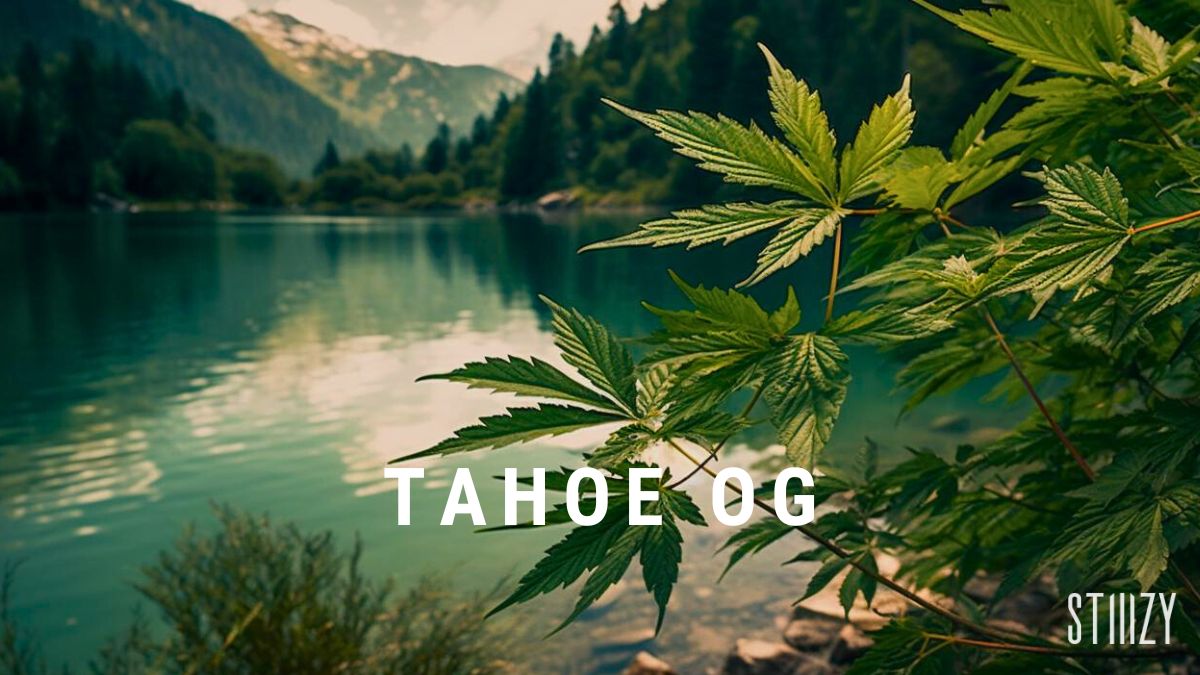 tahoe og