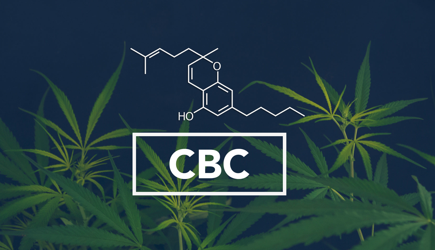CBC in Cannabis