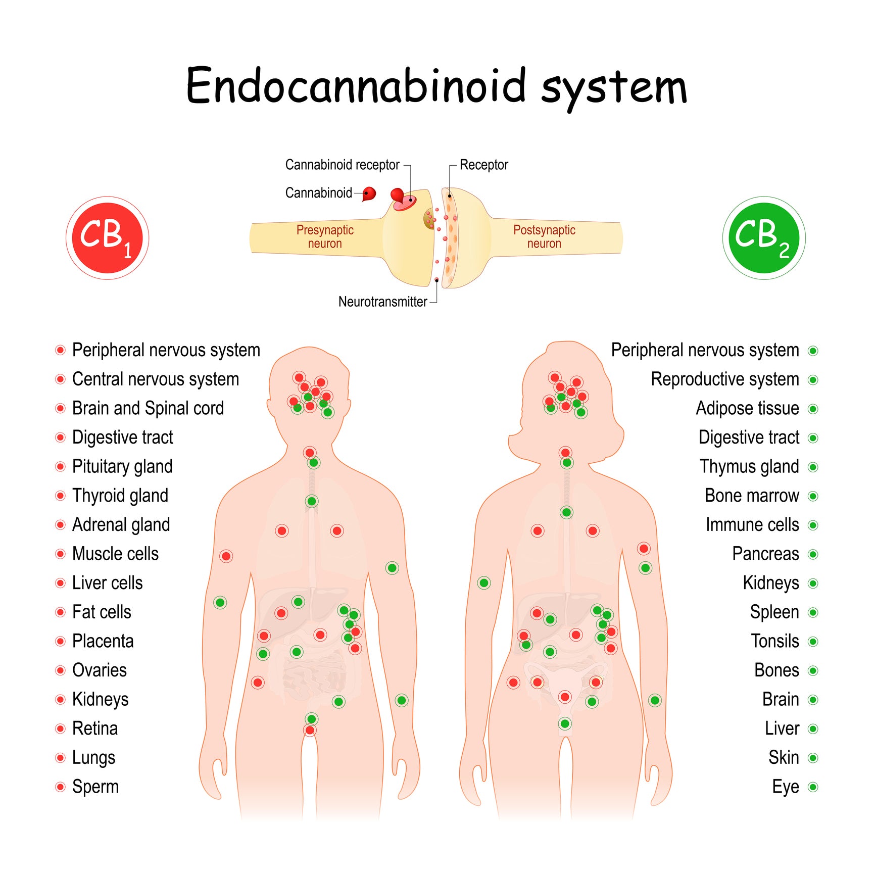 A diagram of a man and a woman shows how cannabis flower impacts the ECS in different parts of the body.