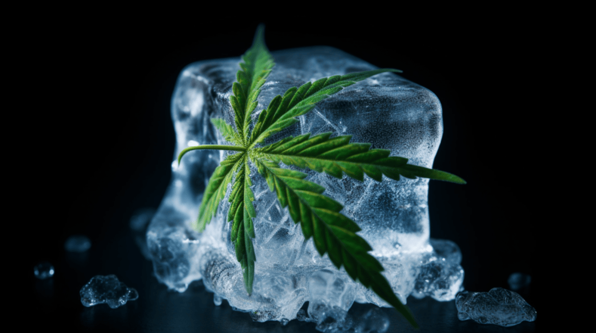Fresh frozen cannabis, flash frozen