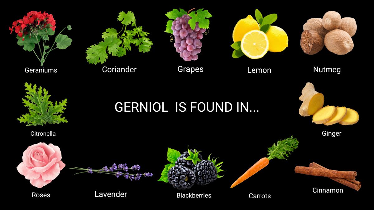 gerinol is found in? visual