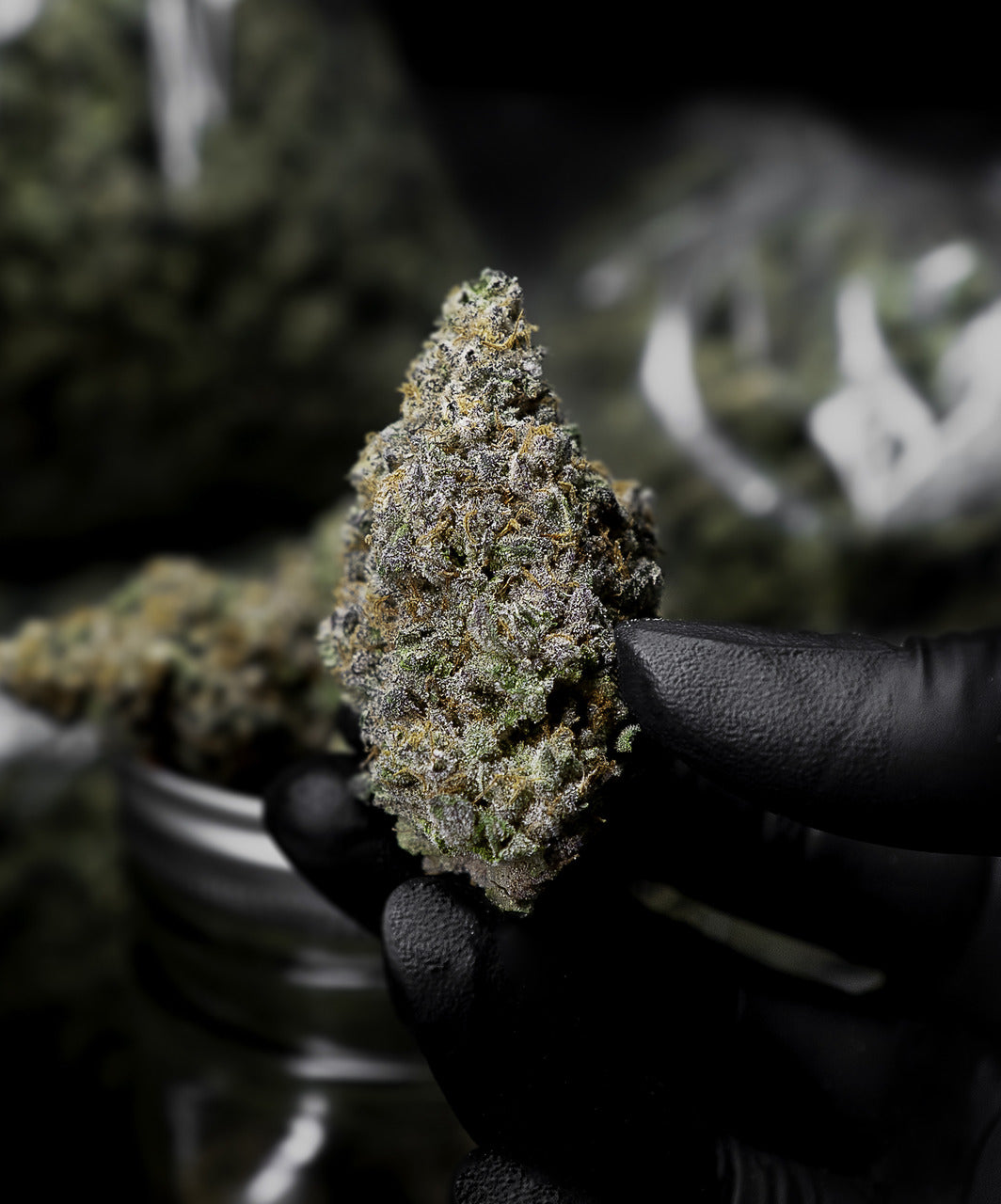 A nug of cannabis flower from the GMO Cookies strain is held up by someone wearing black gloves.