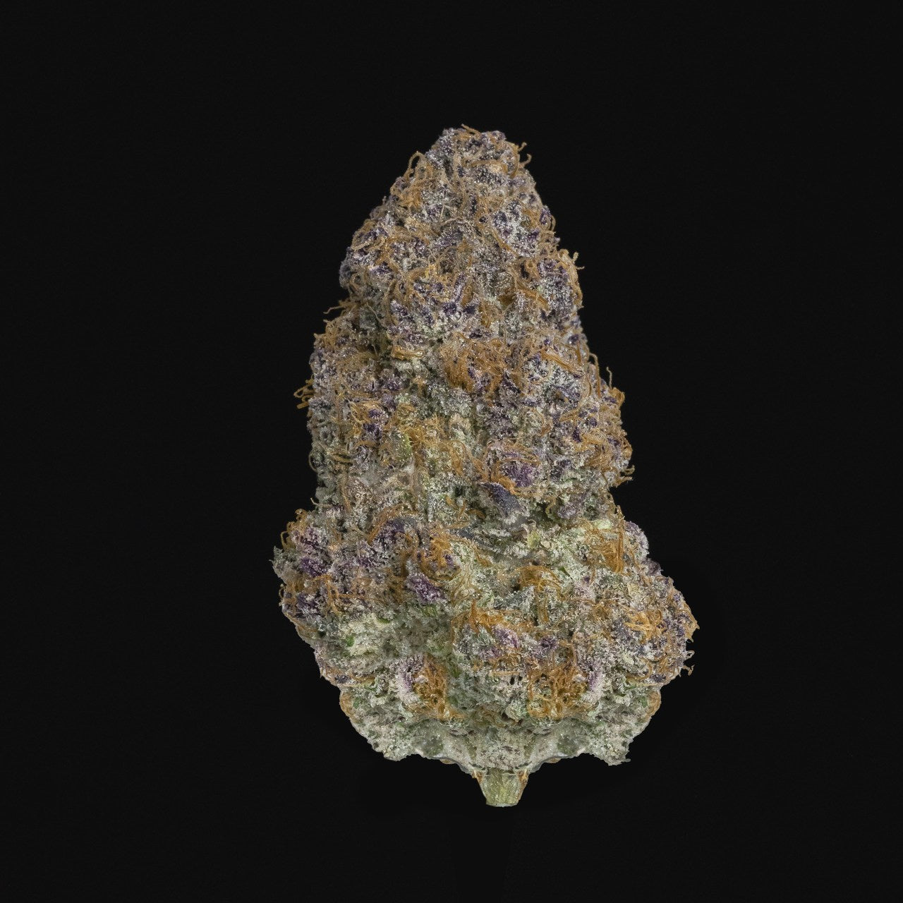 A bright, purple-haired nug of the London Purpz strain stands against a black background.