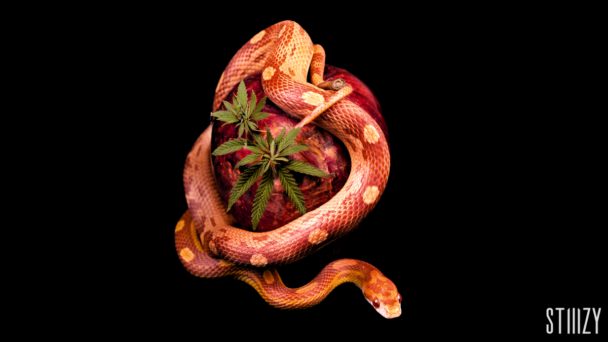 snake and forbidden fruit