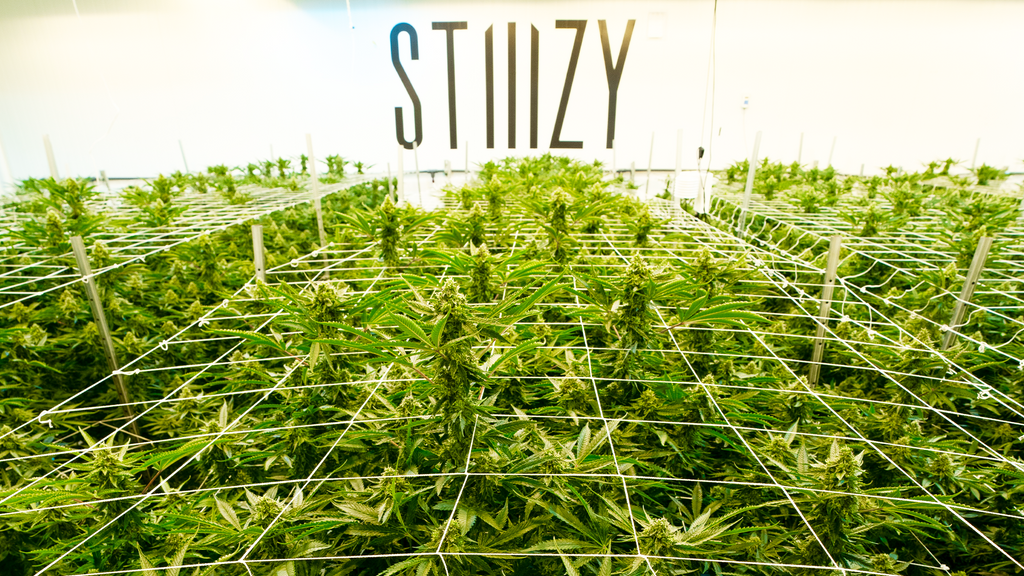 STIIIZY Cultivation