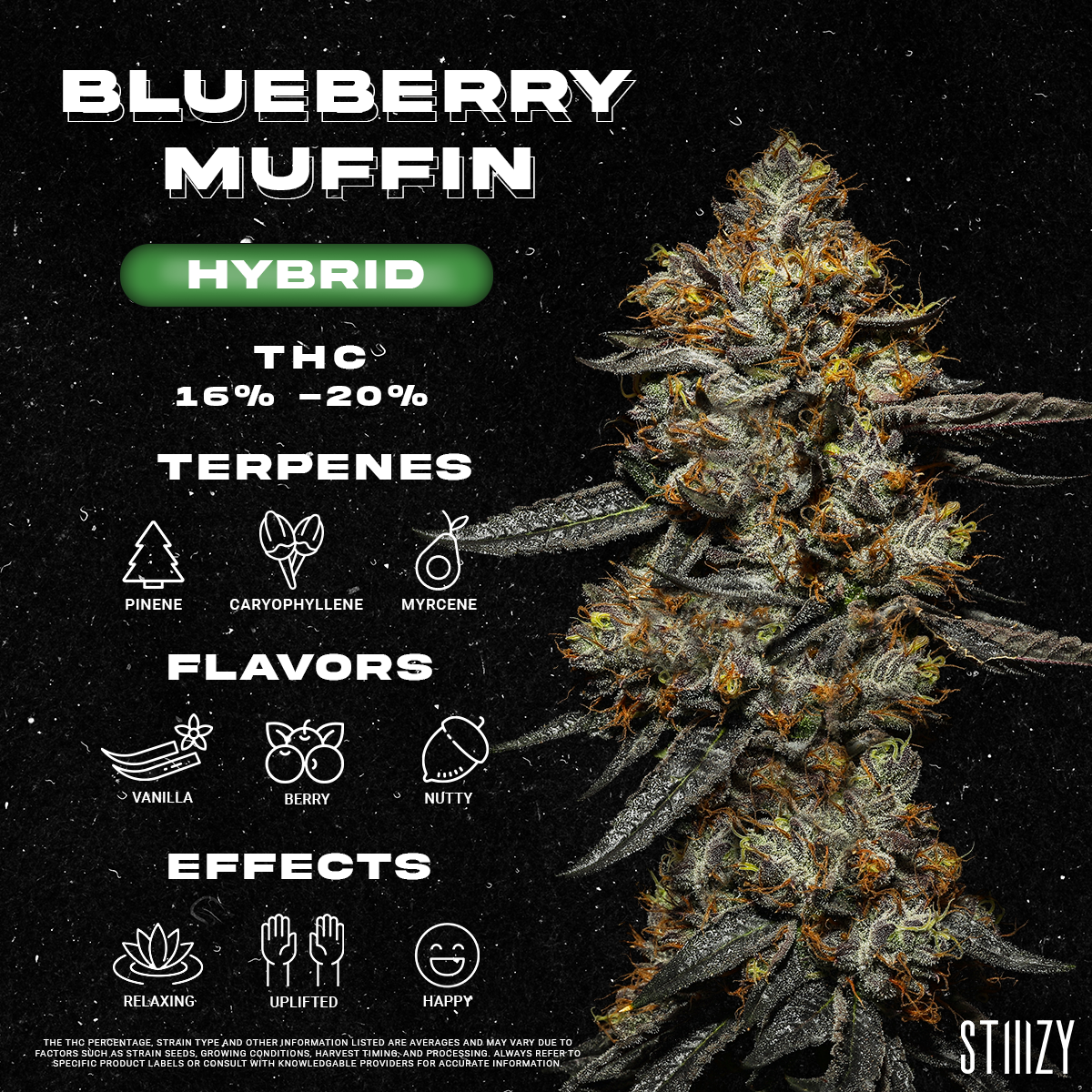 Blueberry Muffin Strain - Infographic