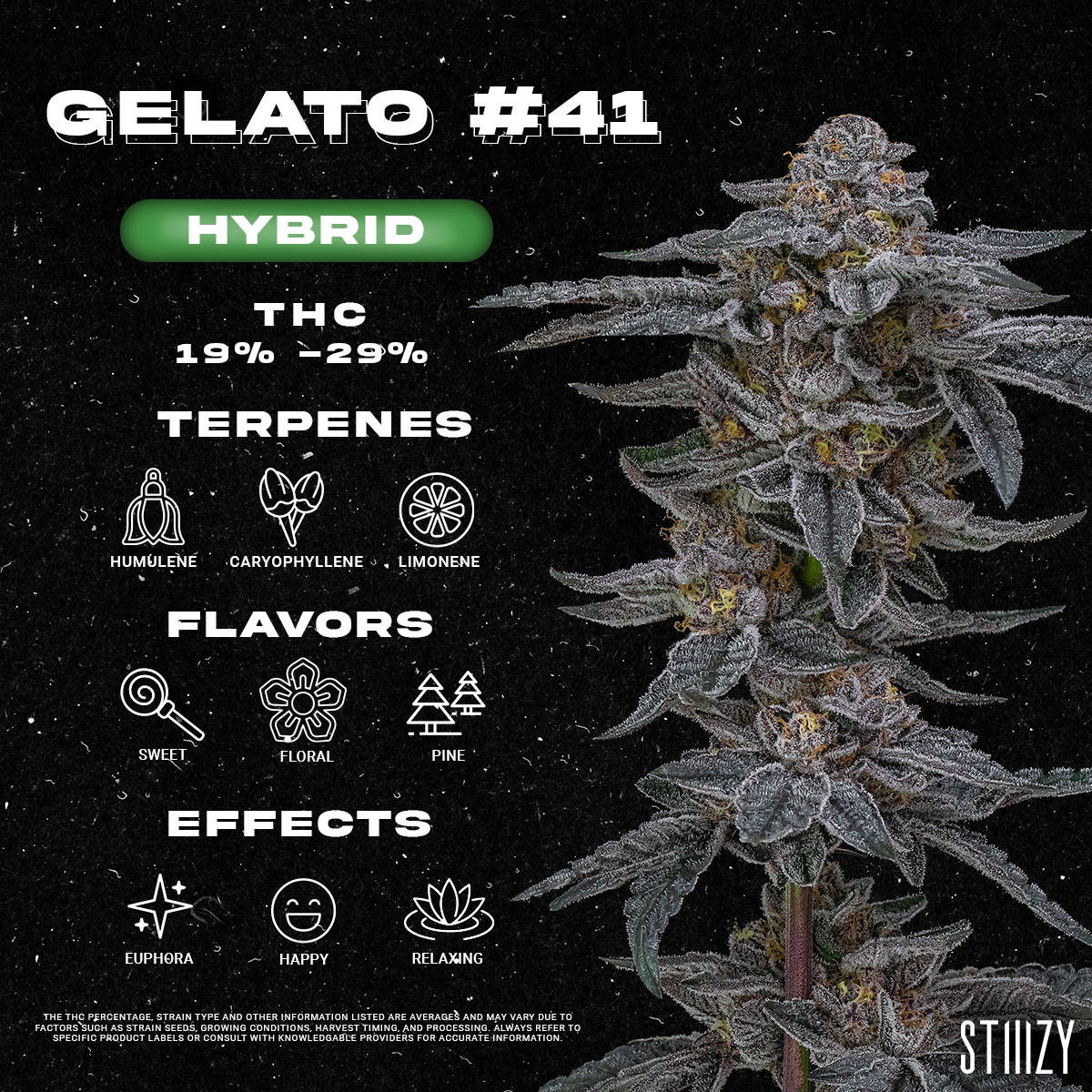 Gelato #41 Strain - Infographic