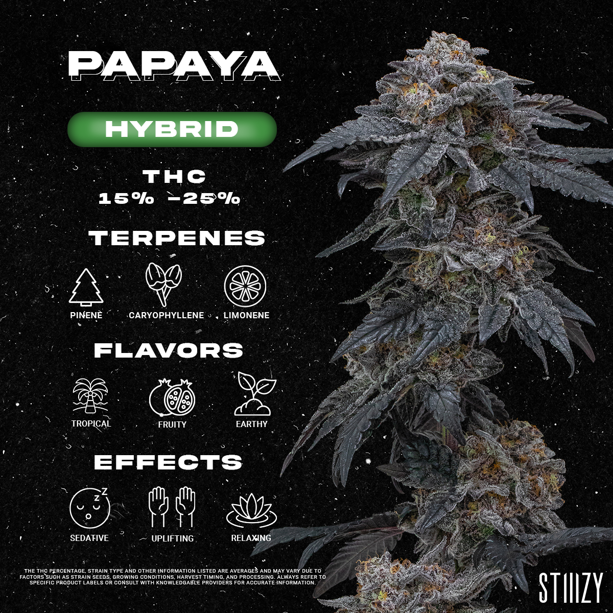 Papaya Strain - Infographic