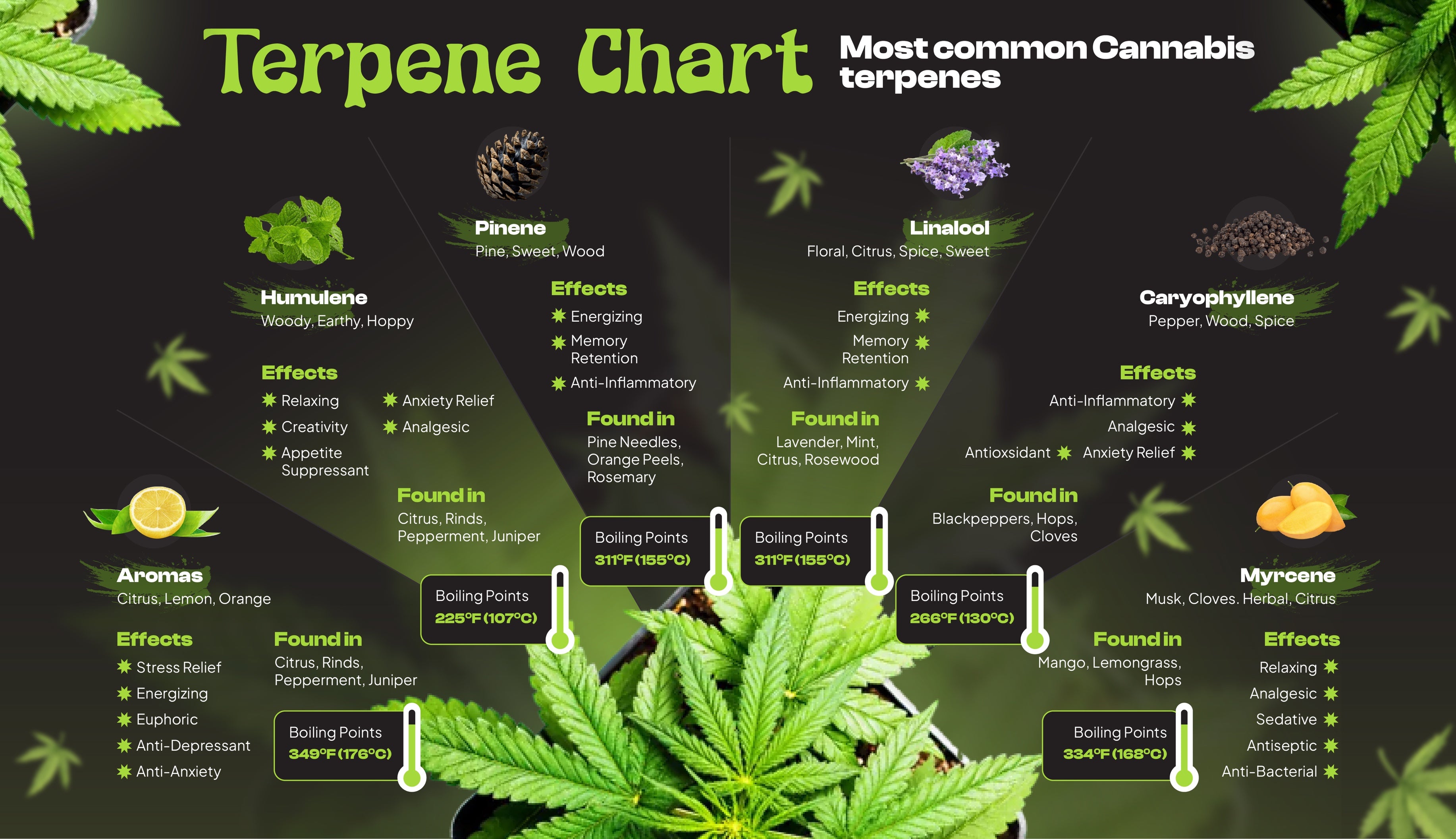 Infographic of the most common cannabis terpenes and their characteristics
