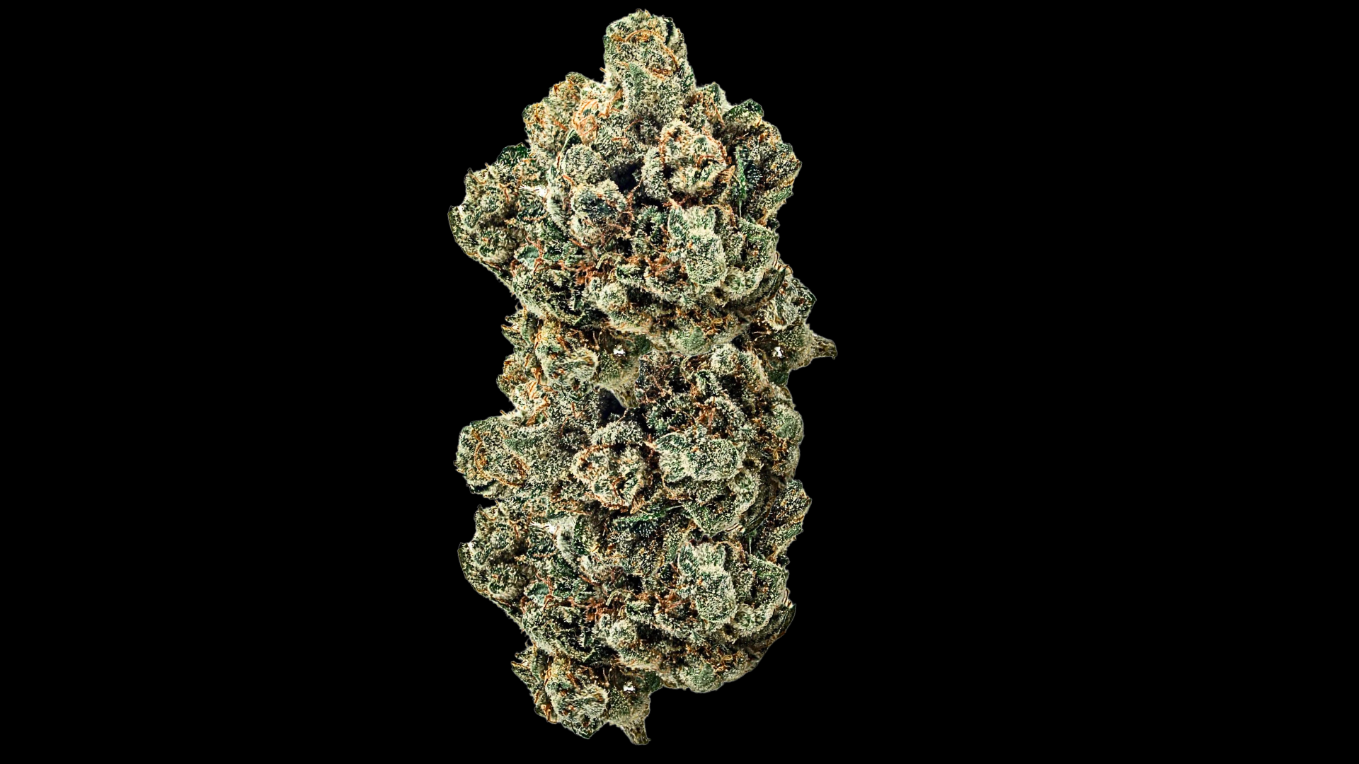 close up nug shot of white runtz cannabis strain