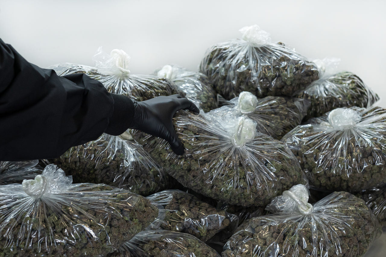 Someone wearing a black glove grabs one of many bags filled with cannabis flower nugs.