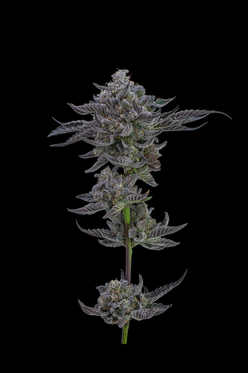 A cola of cannabis flower from the Blue Cookies strain stands against a black background.