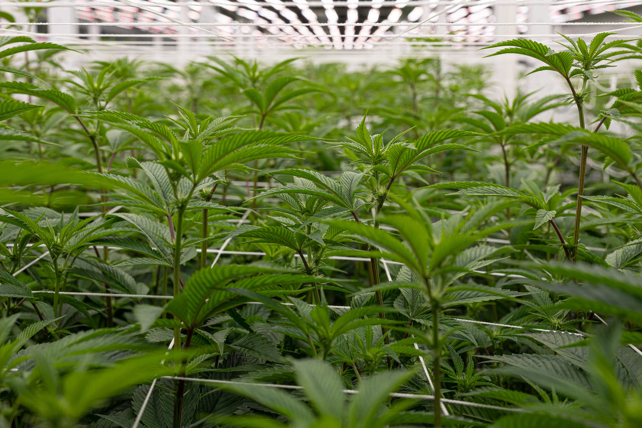 A grow room with white lights has cannabis plants of the Blue Cookies strain roped up together.