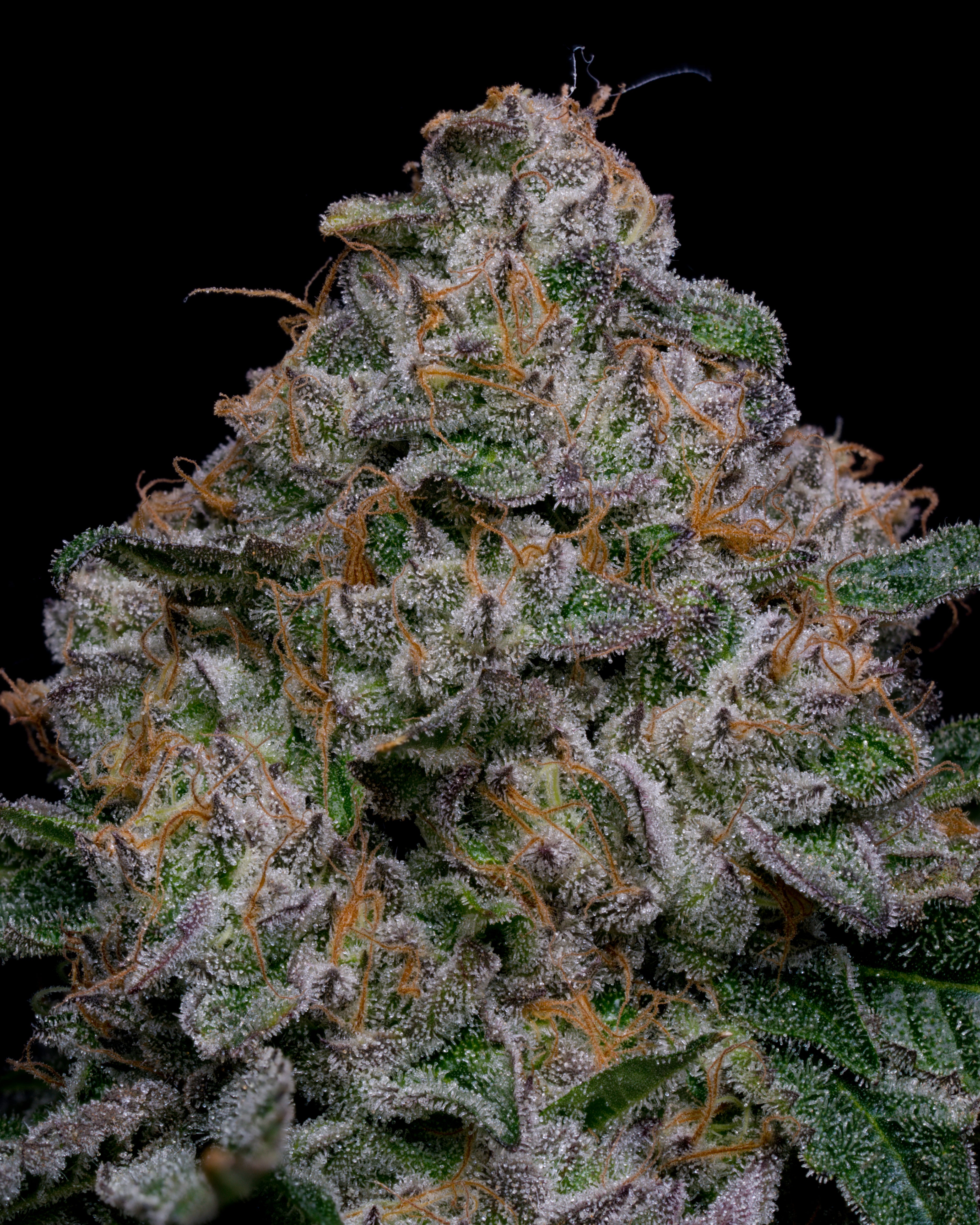 A large nug of cannabis flower from the blue dream strain is placed against a black backdrop.