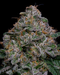 A cannabis flower nug from the blue dream strain of weed stands in front of a black background.