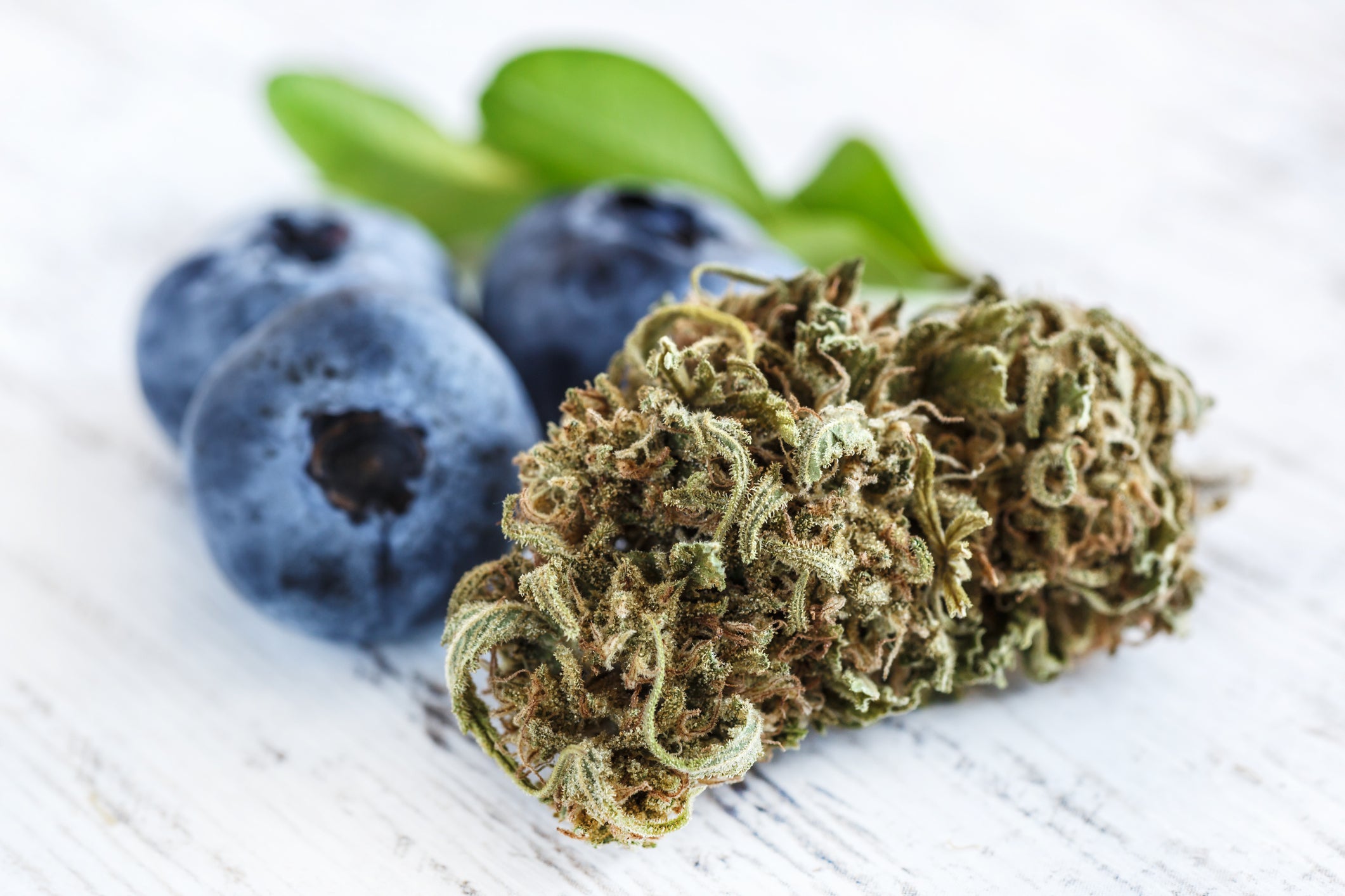 A cannabis flower nug from the blue razz slushie strain lies next to three blueberries which have similar terpenes