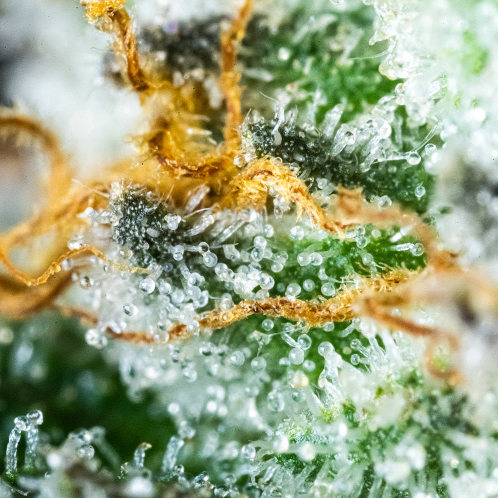 A bright green cannabis flower nug displays amber-colored hairs and sparkling white trichomes.