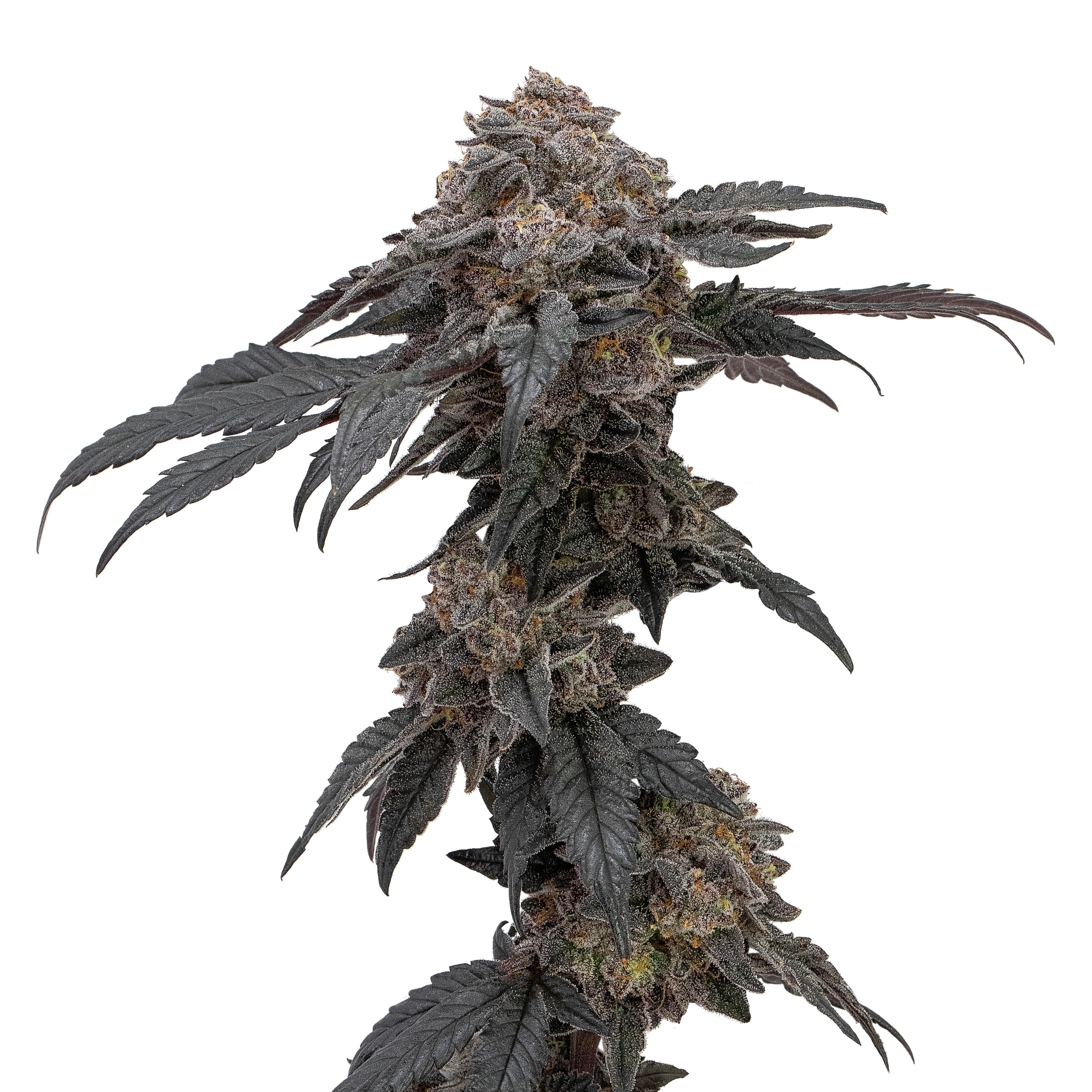 A cannabis flower cola on a thin stalk with buds and leaves stands tall against a white background.