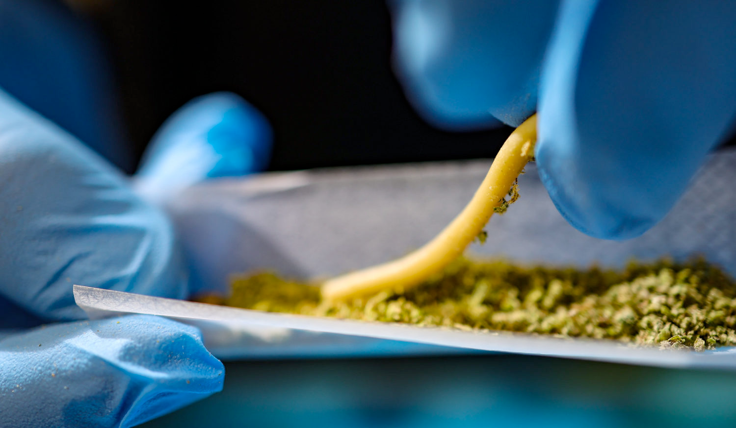 A worm-shaped sliver of live rosin cannabis extract is being placed into a joint with weed to make a hash hole.