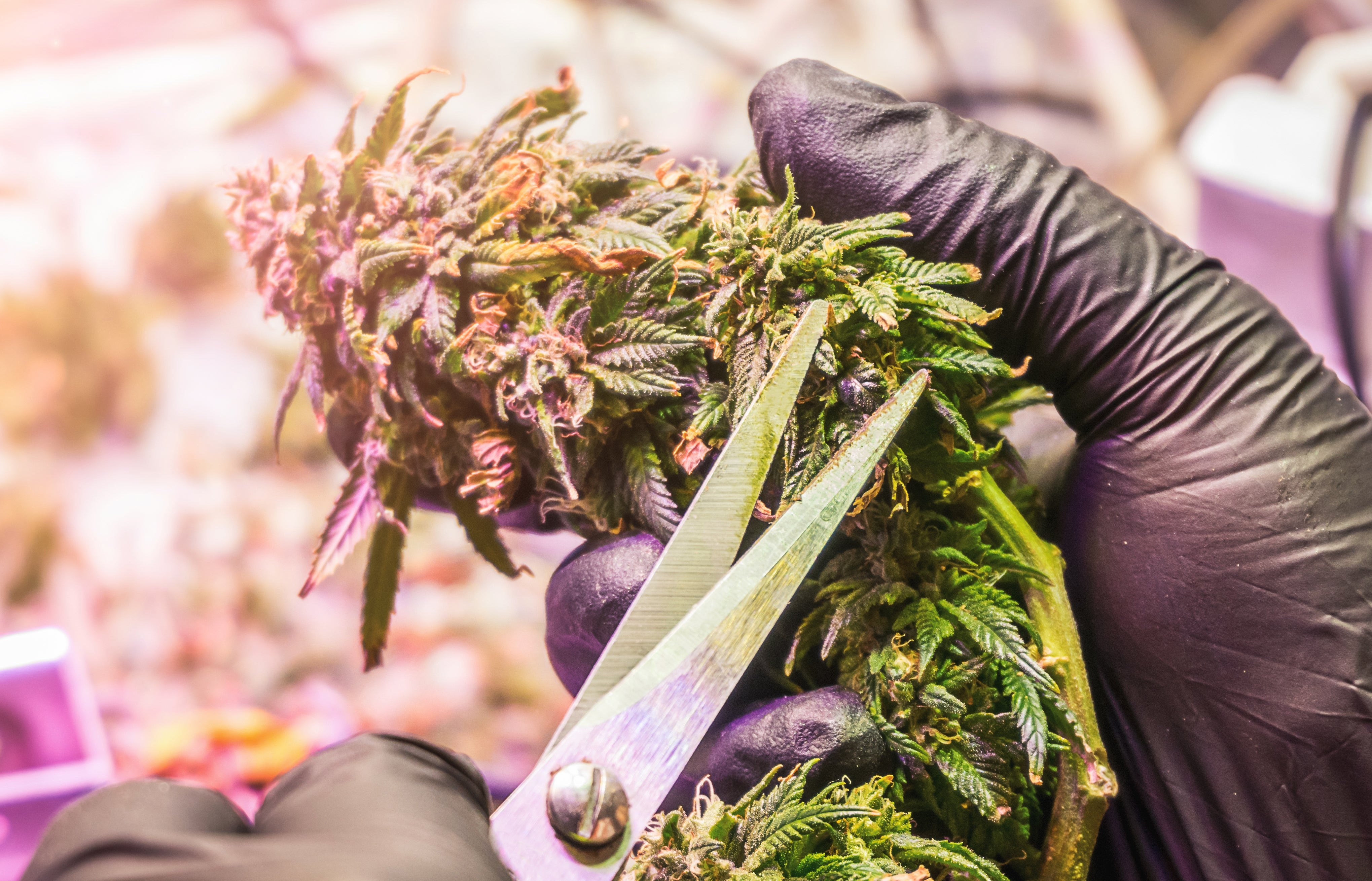 A person is using scissors to trim a large cannabis flower bud.