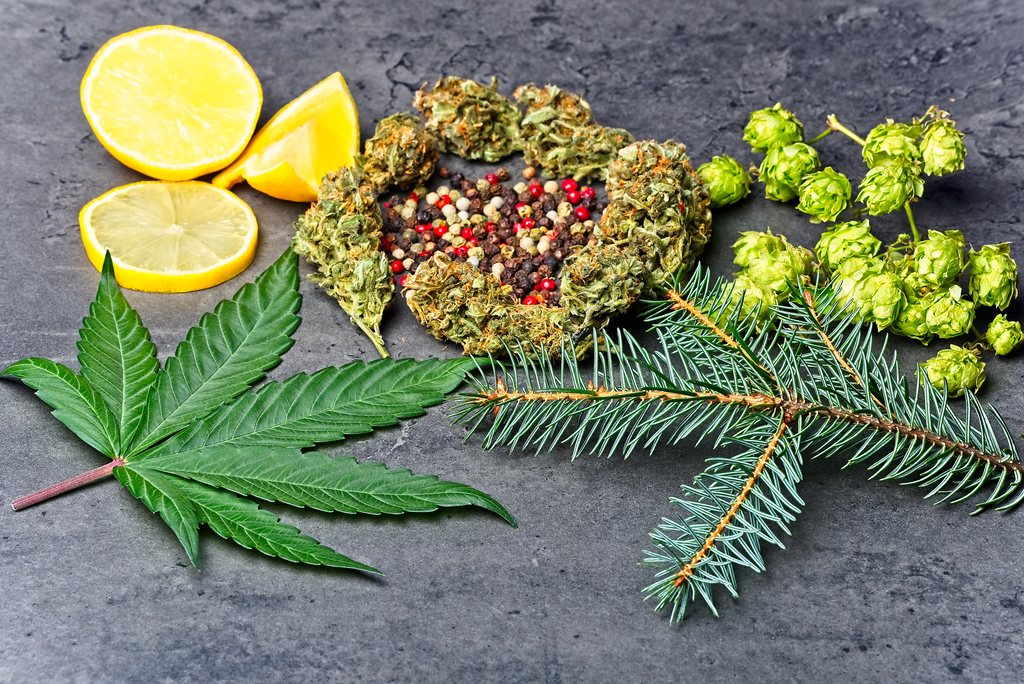 Cannabis flower nugs lie next to hops, peppers, lemons, and pine needles, which have similar terpenes.