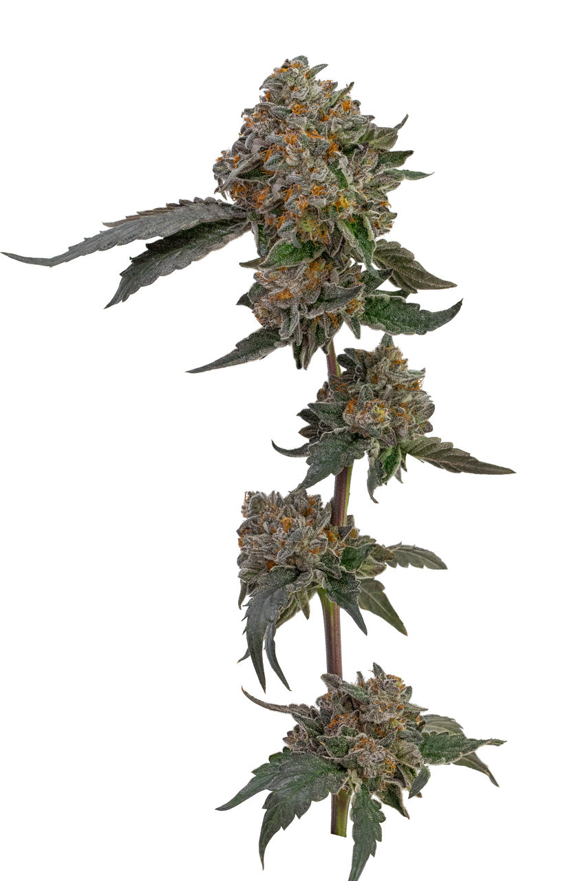 A tall cannabis flower cola stalk bears thick bright green nugs.