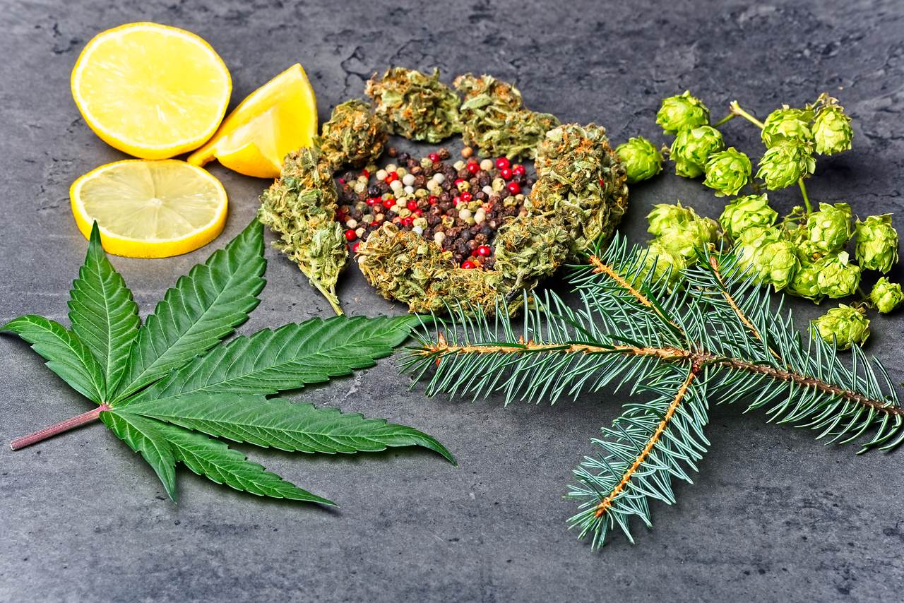 Cannabis flower, lemon slices hoppies, fir needles, and peppercorns are laid out on a gray surface.