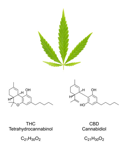 A cannabis flower with three leaves hovers above the chemical structures of cannabinoids THC and CBD with a white background..