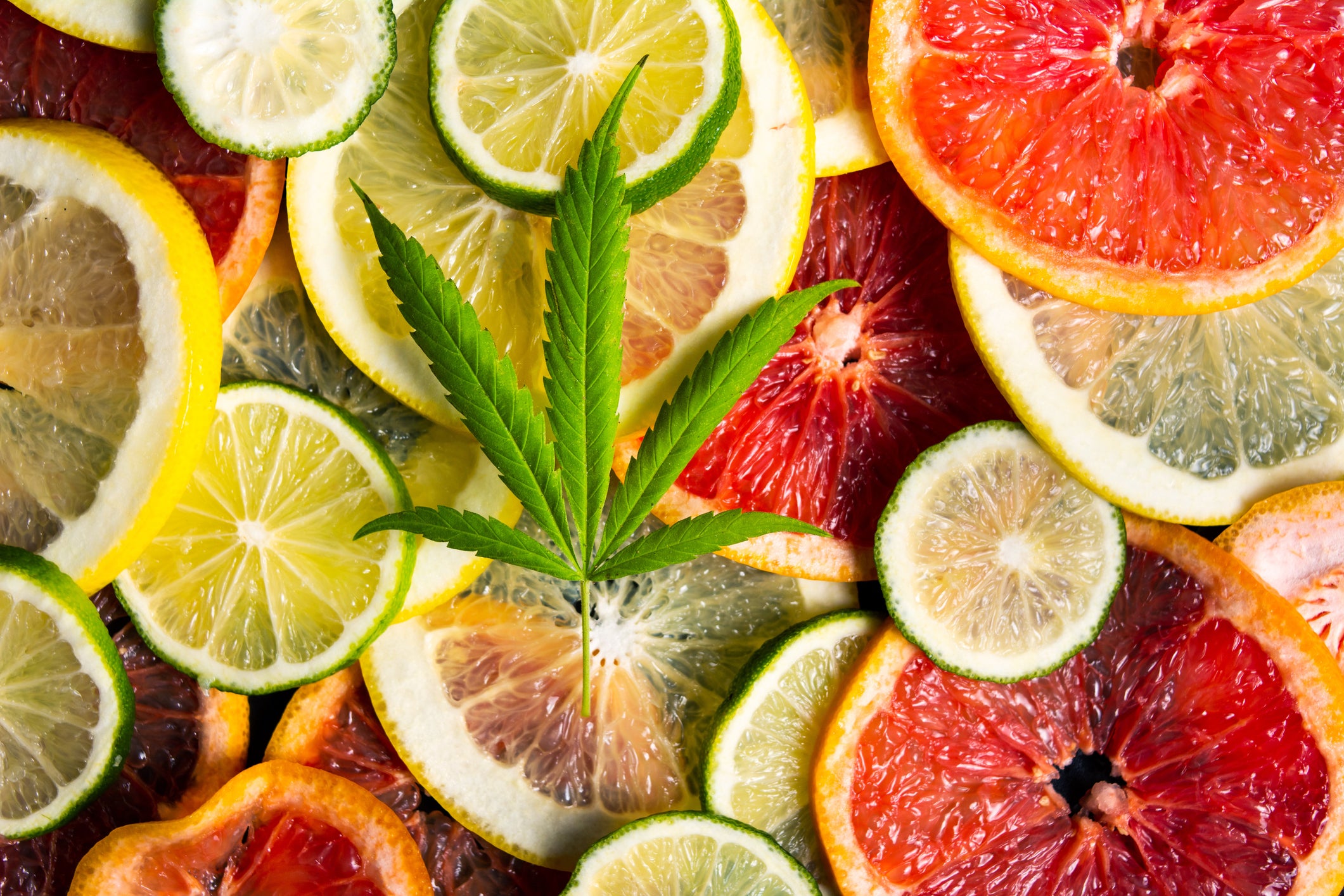 Cannabis flower sits on a variety of colorful citrus fruits which also contain the terpene limonene.