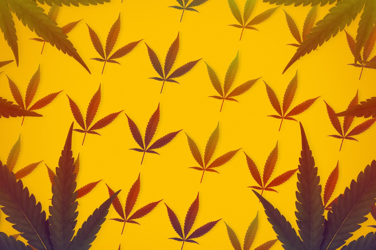 A large collection of cannabis flower leaves is spread out over a bright orange background.