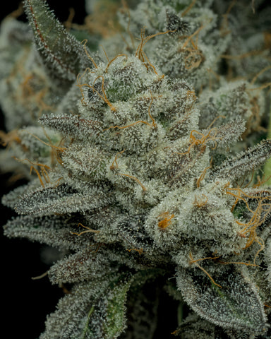 Cannabis flower has white trichomes that give cannabis products their aroma, flavor, and potency.