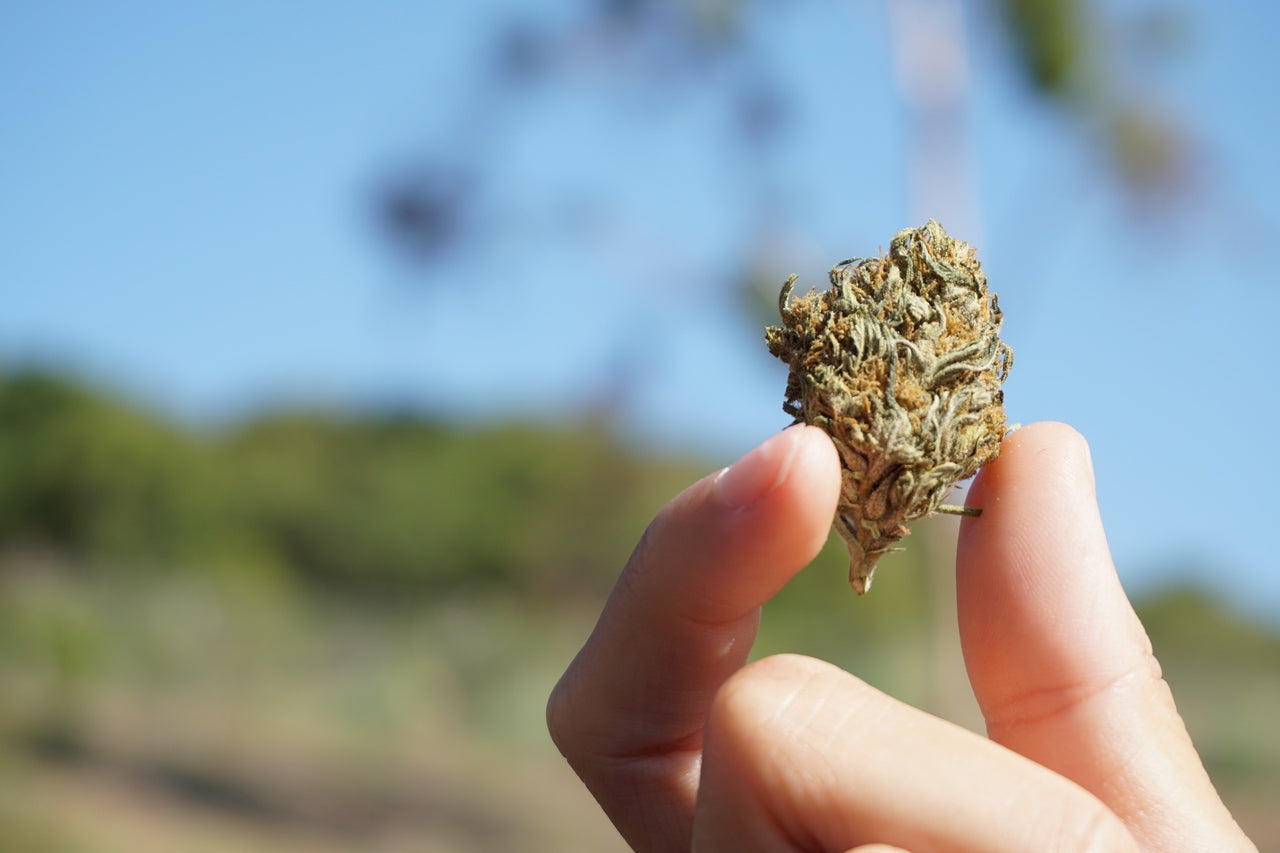 A nug of cannabis flower is held up to the blue sky between someone's thumb and index finger.